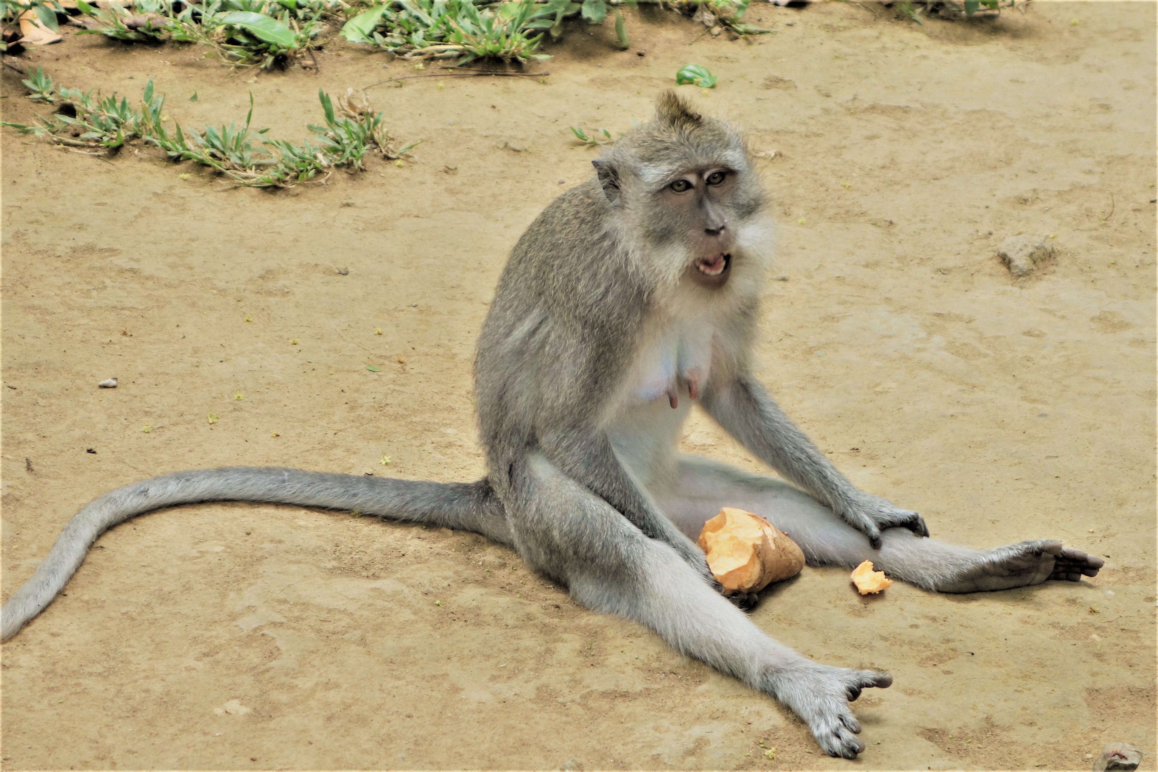 Ubud monkeys
